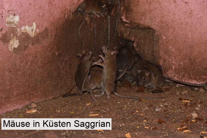 Mäuse in Küsten Saggrian